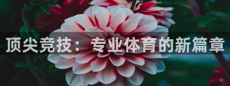 顶尖竞技：专业体育的新篇章